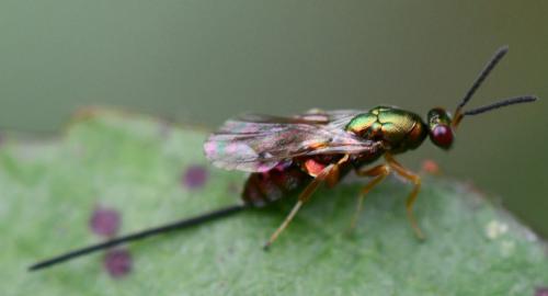 Torymus sp.